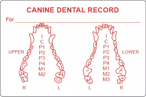 Canine Dental Label