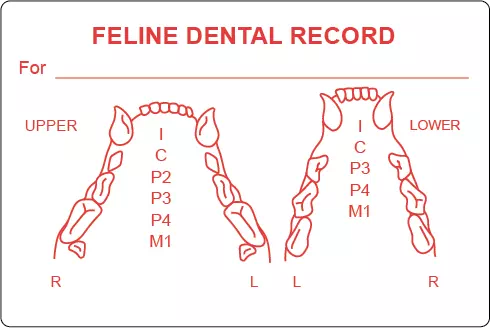 Feline Dental Record