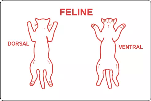 Feline Dorsal Ventral Label