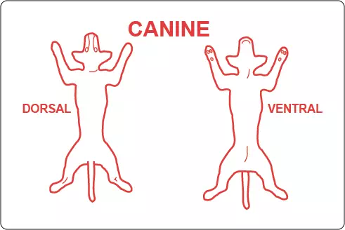 Canine Dorsal Ventral Label