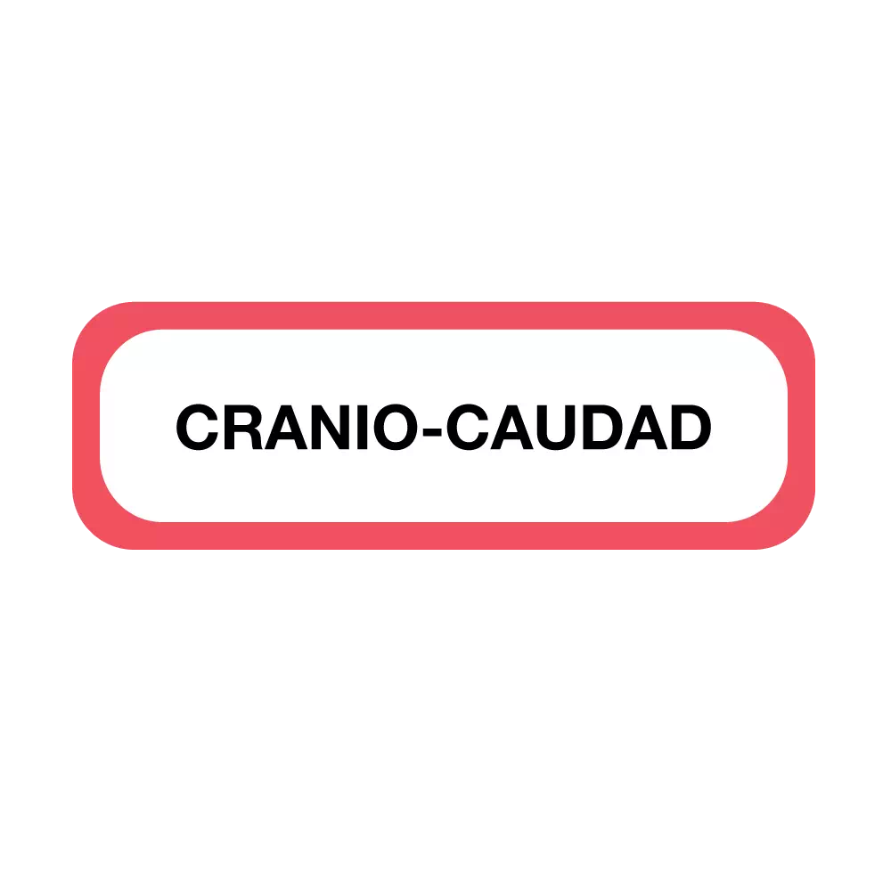 Position Labels - Cranio Caudad