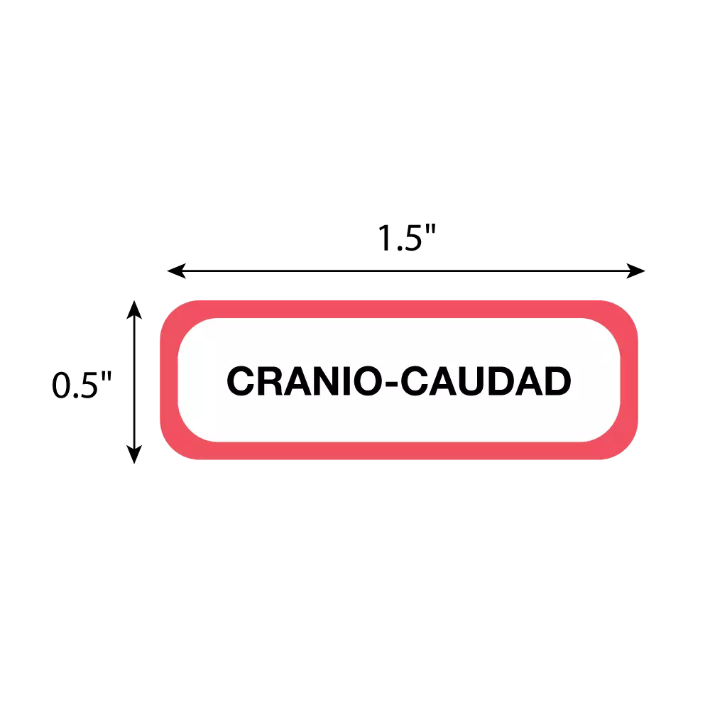 Position Labels - Cranio Caudad