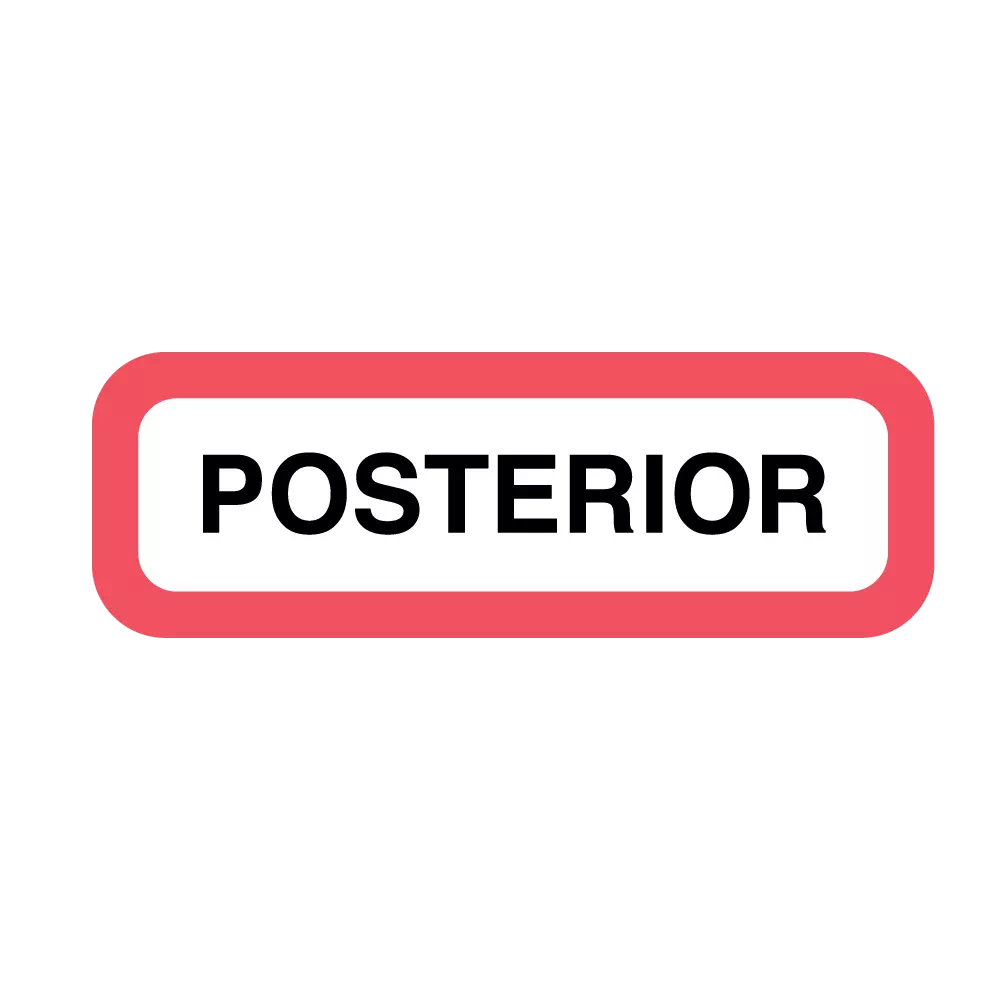 Position Labels - Posterior