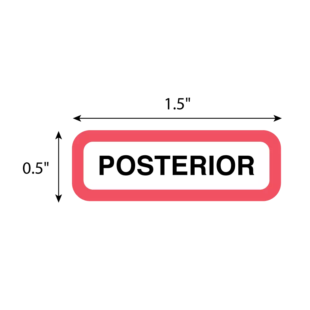 Position Labels - Posterior